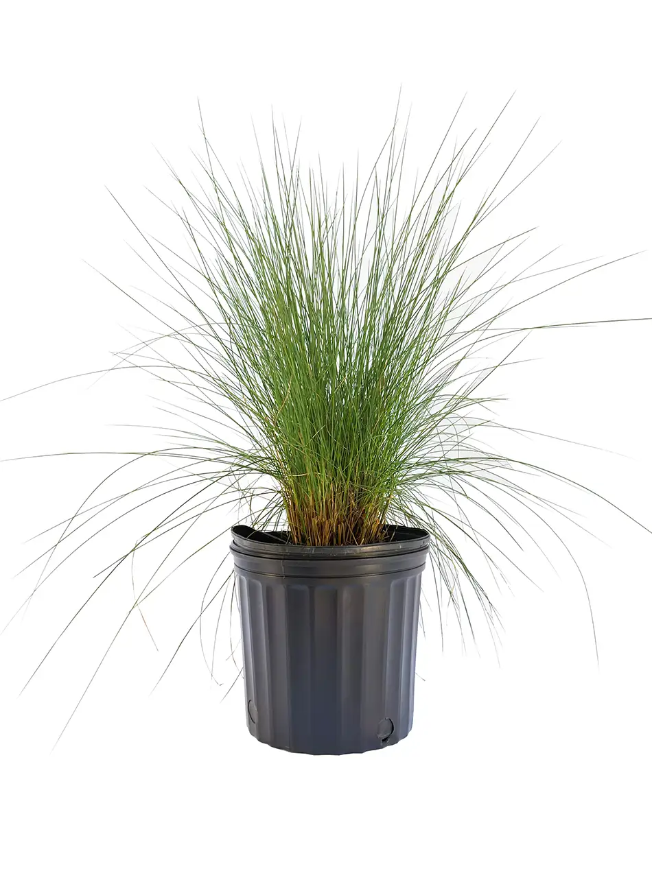 Muhly 3g